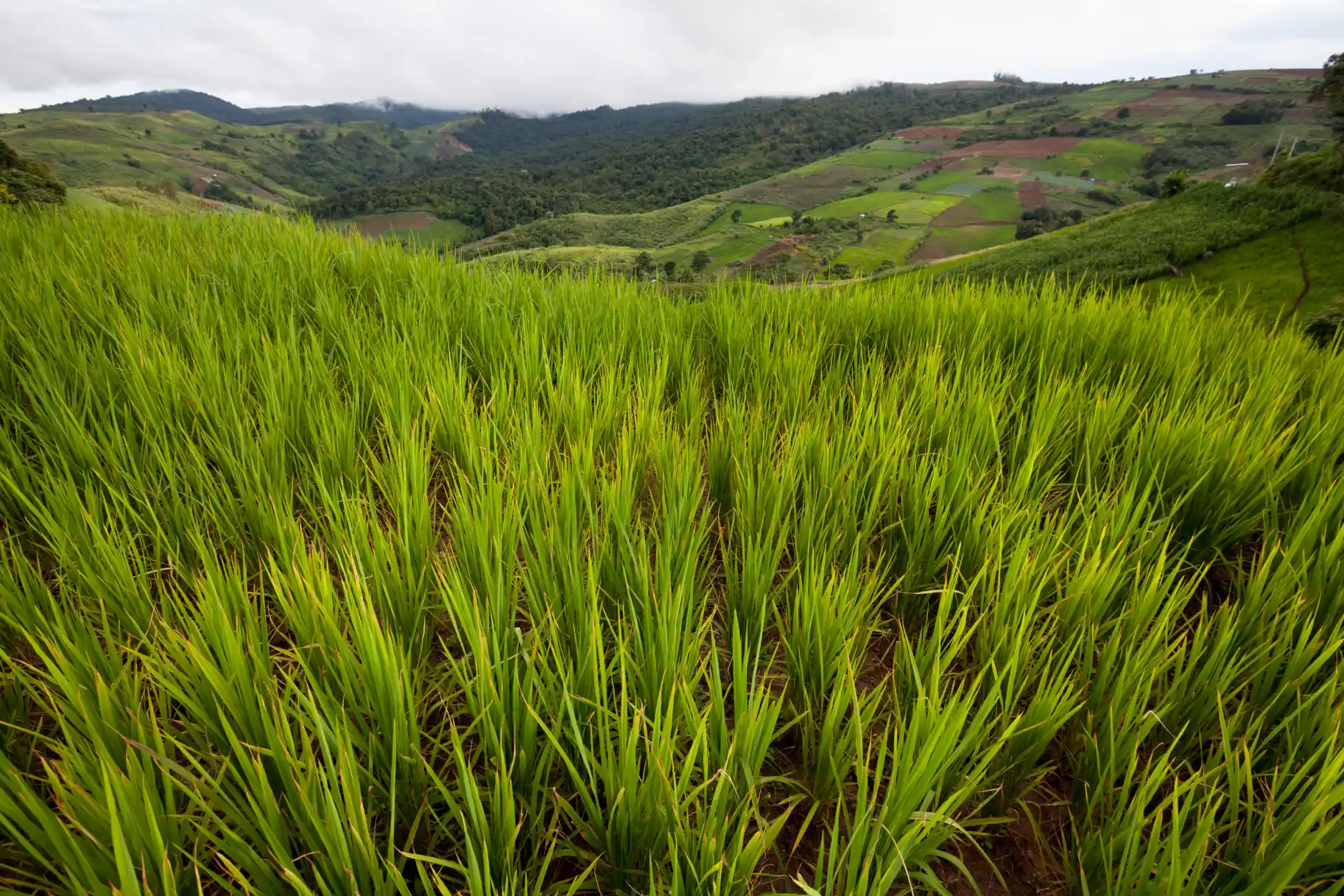 Rice exporter